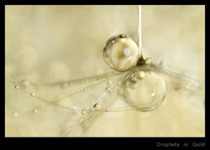 Droplets in Gold.jpg